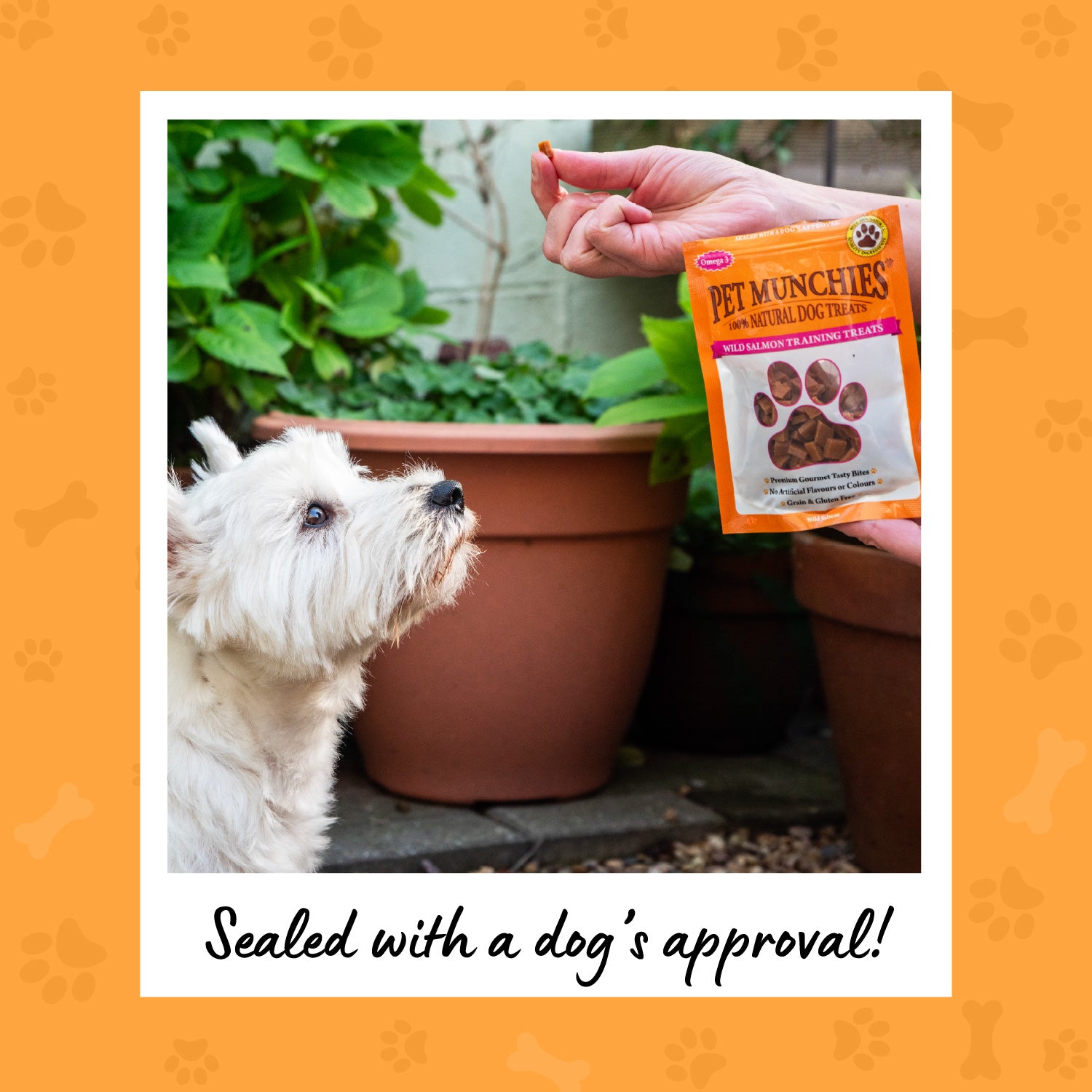 Pet Munchies Wild Salmon Dog Training Treats 50g - 1 or 8 Pack Training