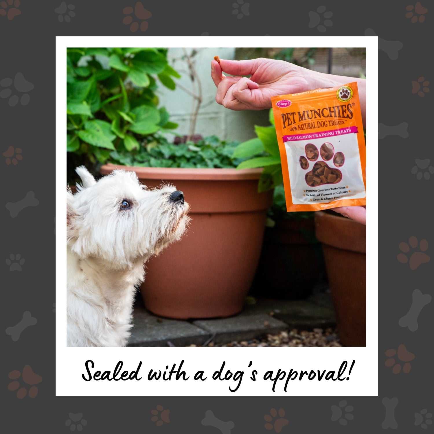 Pet Munchies Wild Salmon Dog Training Treats 50g - 1 or 8 Pack Training